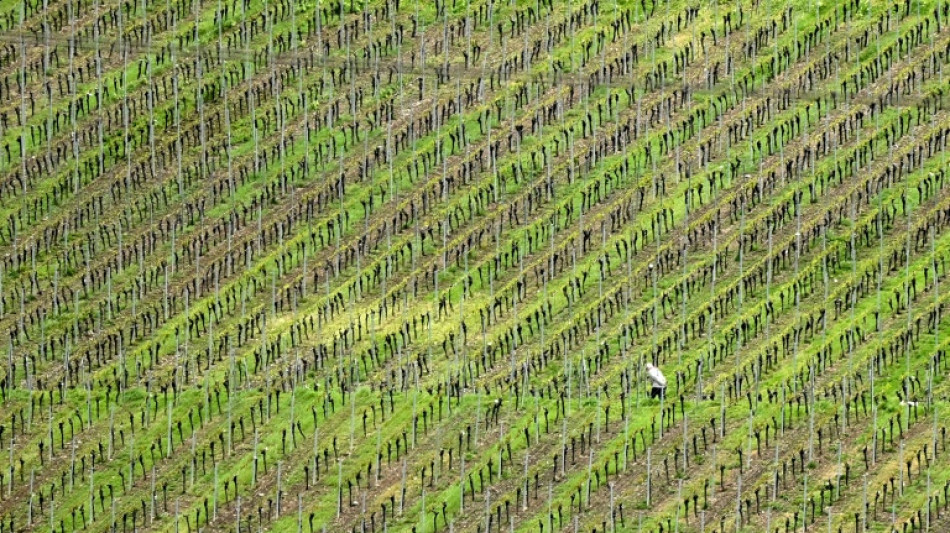 Ampel-Fraktionen einigen sich auf Entlastungen f&uuml;r die Landwirtschaft