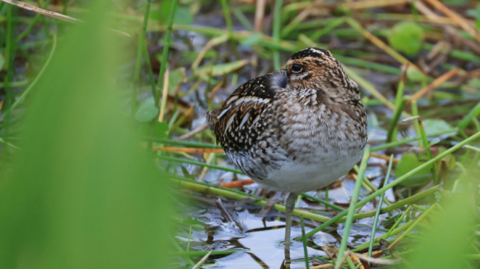 La justice suspend la chasse à la bécassine dans le Doubs et le Jura