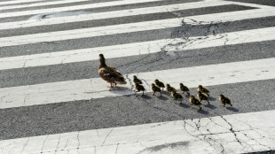 Einsatzkr&auml;fte retten Entenk&uuml;ken aus Kanalisation in Schleswig-Holstein
