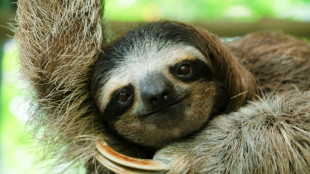 Costa Rican sloth antibiotics offer hope for human medicine