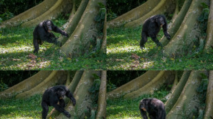 Los chimpanc&eacute;s tienen un sentido del ritmo muy personal
