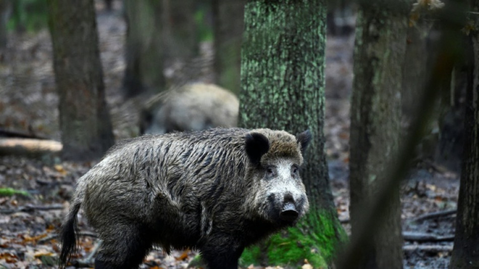 Blutspur von erlegtem Wildschwein löst Polizeieinsatz in Baden-Württemberg aus