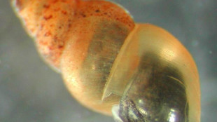 Scoperta lumaca invasiva neozelandese nella Trieste sotterranea