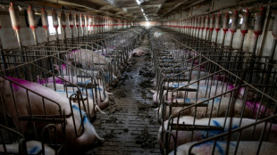 M&eacute;xico suspende las importaciones de carne de cerdo espa&ntilde;ola por la peste porcina africana