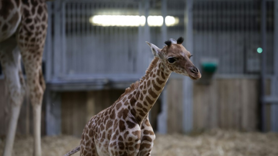 Naissance d'une girafe au parc zoologique de Paris, une première depuis 2019