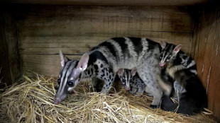 Vietnam: 10 cuccioli di zibetto delle palme nati in cattività