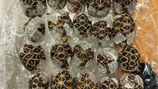 Teen with 30 tortoises under clothes nabbed at Thai airport