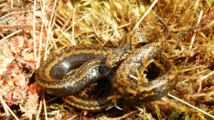 New species of snake found in Peru named after Harrison Ford