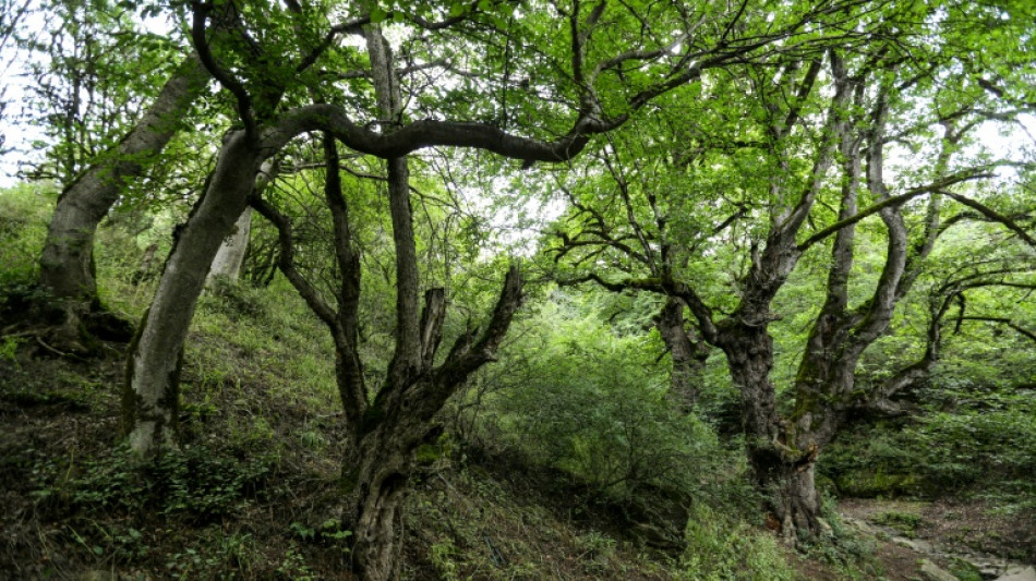 Iran bittet Ausland um Hilfe im Kampf gegen Feuer in Unesco-Welterbe-Wald
