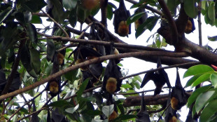 In Cina scoperti 20 nuovi virus nei pipistrelli, 2 preoccupano