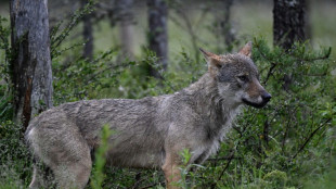 Le nombre de loups en France relativement stable en 2025, estim&eacute; &agrave; 1.082