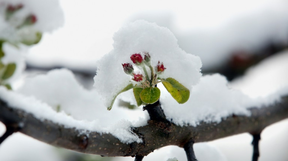 Spring in February: UK plants flowering 'a month early'