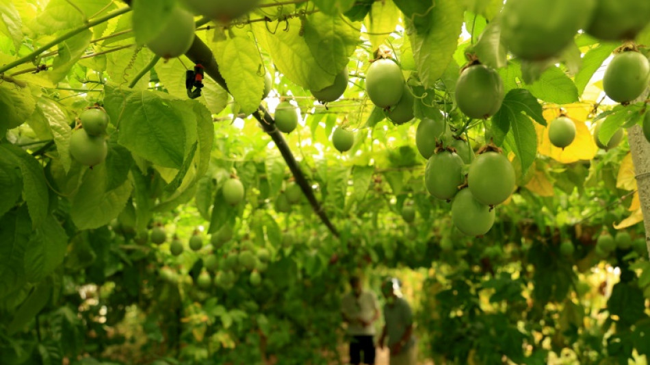 'Garden of Eden': Albania eyes up growing exotic fruit for Europe