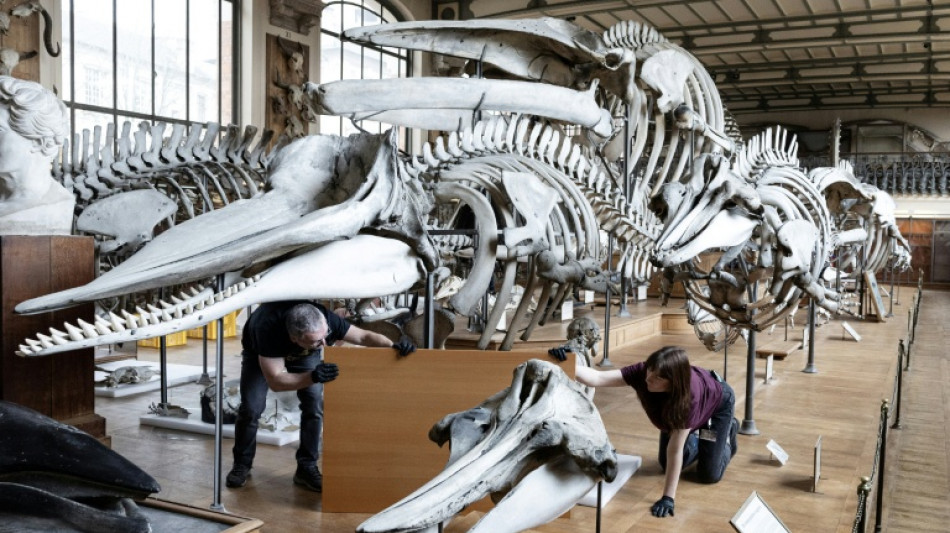 Au Mus&eacute;um d'Histoire naturelle, fossiles et squelettes d&eacute;m&eacute;nagent