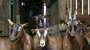 Avec son &eacute;levage de ch&egrave;vres, &agrave; la conqu&ecirc;te d&rsquo;une plus belle vie
