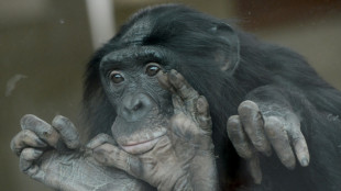 Despite reputation, bonobos are aggressive, particularly toward males: study