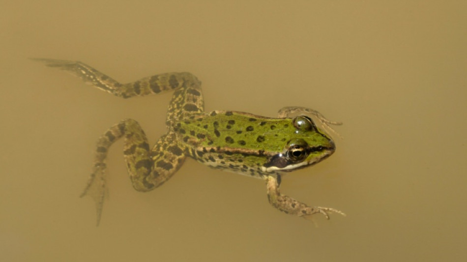 Naturschützer kritisieren von Koalition geplante Einschränkung von Verbandsklagerecht