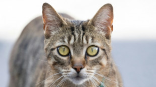 Baden-W&uuml;rttemberg: Radrennfahrer stirbt nach Zusammensto&szlig; mit Katze