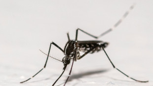 Record number of mosquito-borne disease outbreaks in Europe: health agency