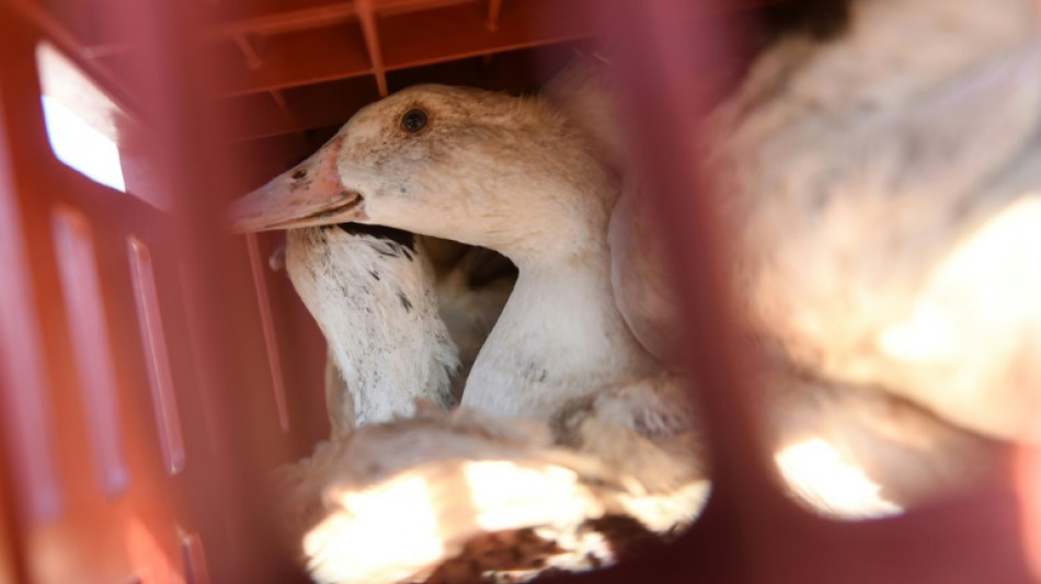 Grippe aviaire: le risque abaissé d'"élevé" à "modéré" en France