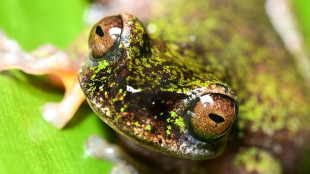 Nocturnal 'coffee frog' discovered in Costa Rica