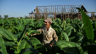 Walloped by hurricane, Cuba's tobacco sector struggles to its feet