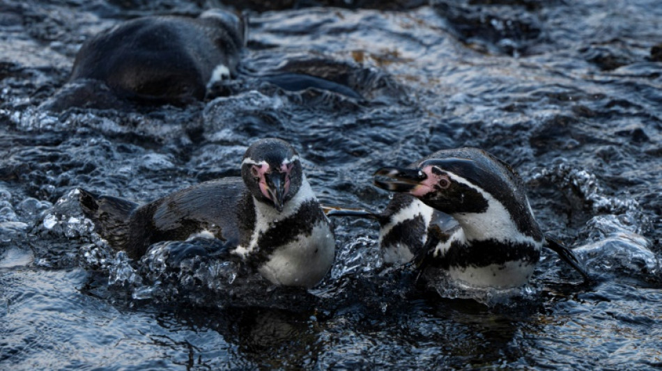 Punta San Juan, uma evidência do declínio da fauna costeira no Peru