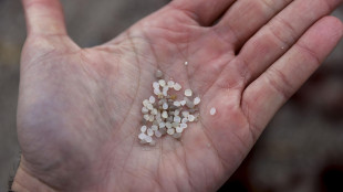 Trovate microplastiche anche nei fluidi riproduttivi umani