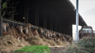 La dermatose nodulaire contagieuse, fléau de l'élevage bovin