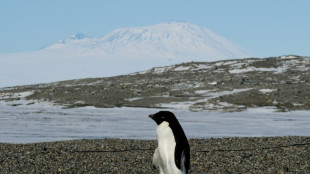 Estudio revela sorprendentes efectos climáticos de las heces de pingüino