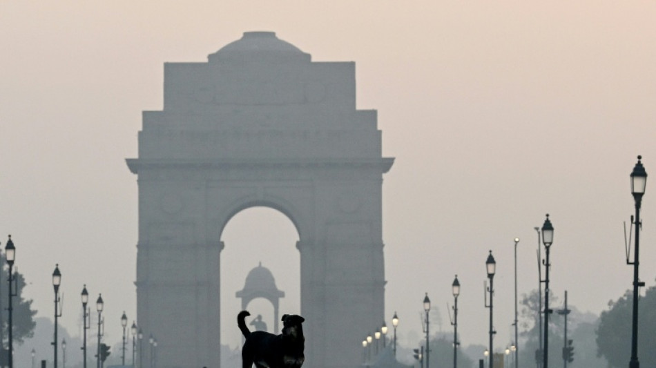 Tribunal ordena captura de dezenas de milhares de cães de rua em Nova Délhi