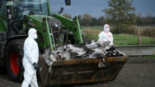 Vogelgrippe: Chefin von Bundesinstitut beunruhigt "ungewöhnliche" Dynamik