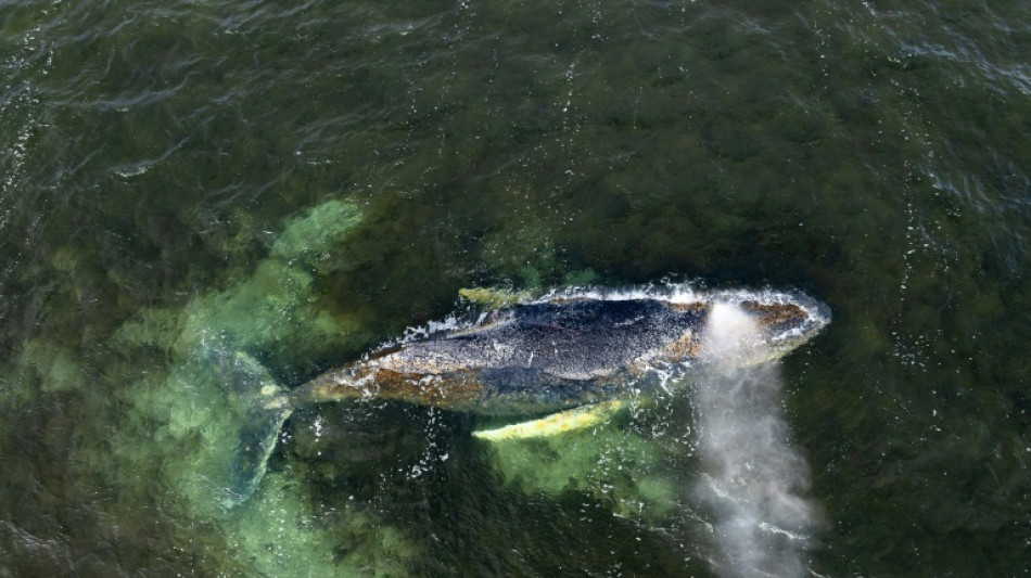 Stranded whale frees itself again off German coast