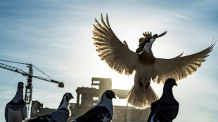 'Their story is our story': Pigeons and humans, 3,500 years together