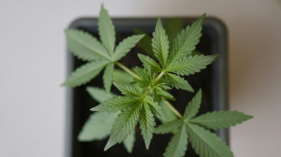 Cannabis Social Clubs d&uuml;rfen ab Montag Lizenz beantragen
