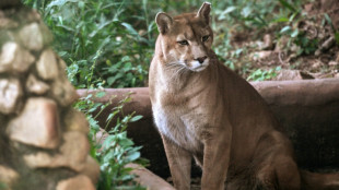Au Brésil, un refuge pour pumas menacés par l'expansion urbaine