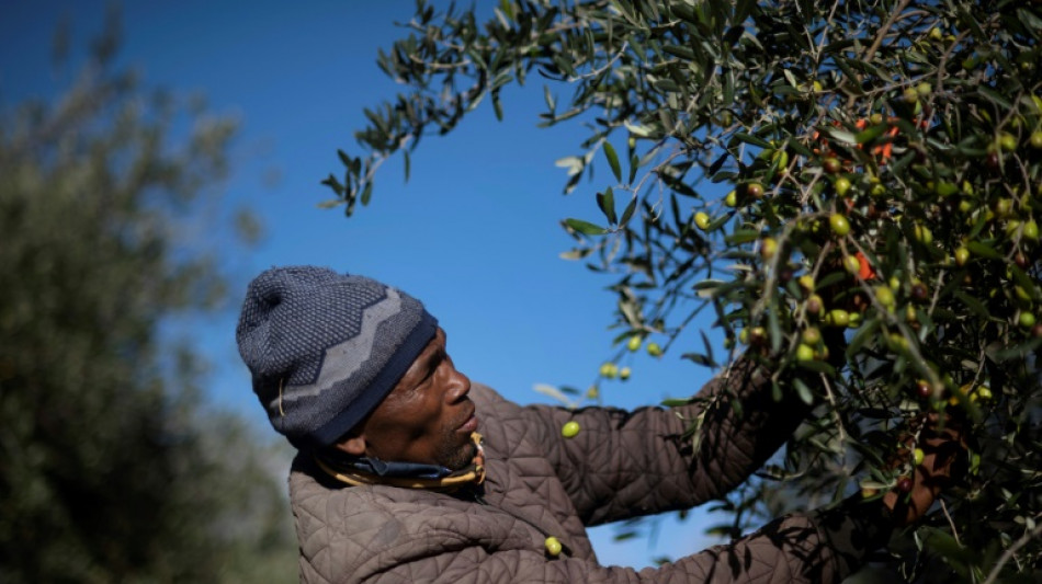 Sud&aacute;frica se posiciona en producci&oacute;n de aceite de oliva de alta calidad