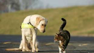 Sono 10 milioni le famiglie che hanno in casa un cane o un gatto