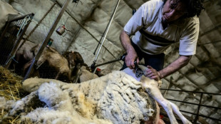 En crise, la laine fran&ccedil;aise cherche &agrave; renouer le fil