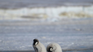 Emperor penguins listed as endangered species: IUCN 