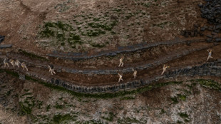 El guano, un tesoro agrícola bajo amenaza en Perú