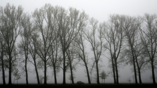 Baum st&uuml;rzt auf fahrendes Auto - Fahrer in Baden-W&uuml;rttemberg t&ouml;dlich verletzt