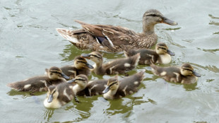 Sicherheitsbeh&ouml;rden und Soldaten kooperieren bei Rettung von Entenfamilie