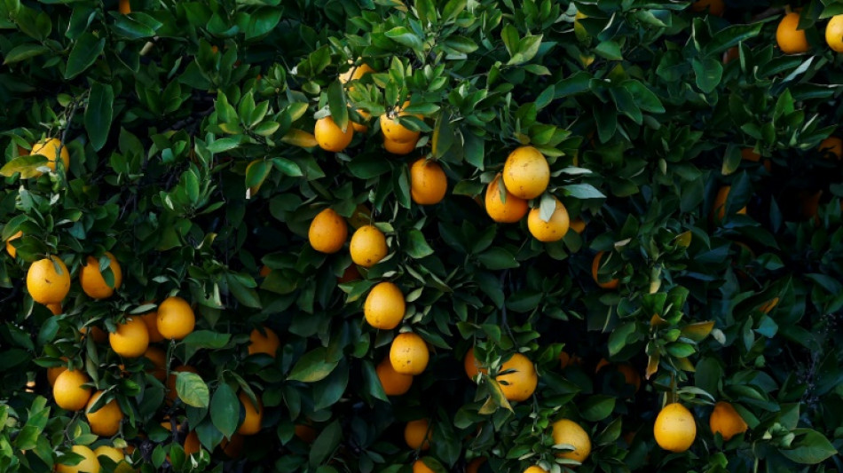 Verband: Mercosur-Abkommen macht Orangensaft "perspektivisch" wieder g&uuml;nstiger 