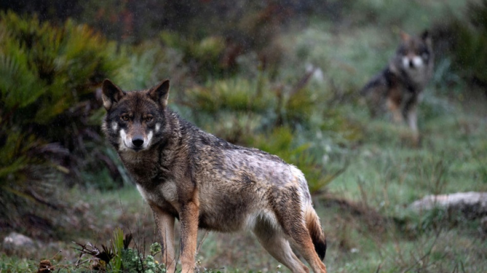 Wolf von Altona ist mutma&szlig;lich tot