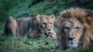 Una leona mata a un joven que ingres&oacute; a su recinto en un zoo de Brasil