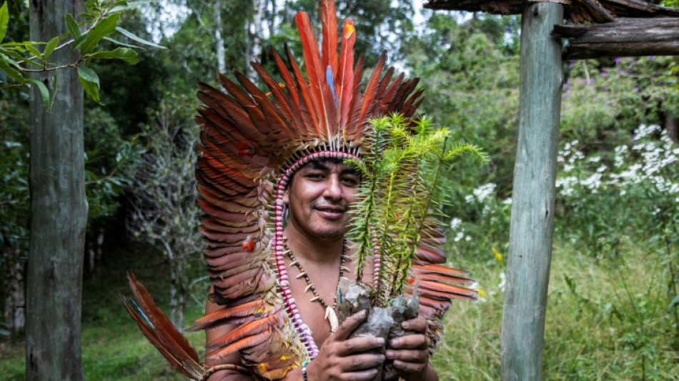 Ind&iacute;genas intentan salvar las araucarias y a su propio pueblo en Brasil