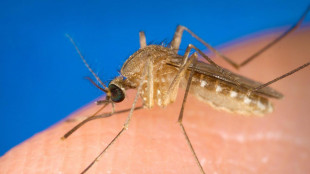 Task force medici famiglia-Iss per infezioni come West Nile