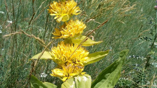 Giornata mondiale natura selvatica, in Italia a rischio le piante medicinali