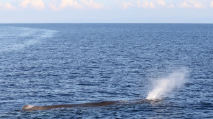Capodogli rischio estinzione avvistati nel canyon di Castelsardo